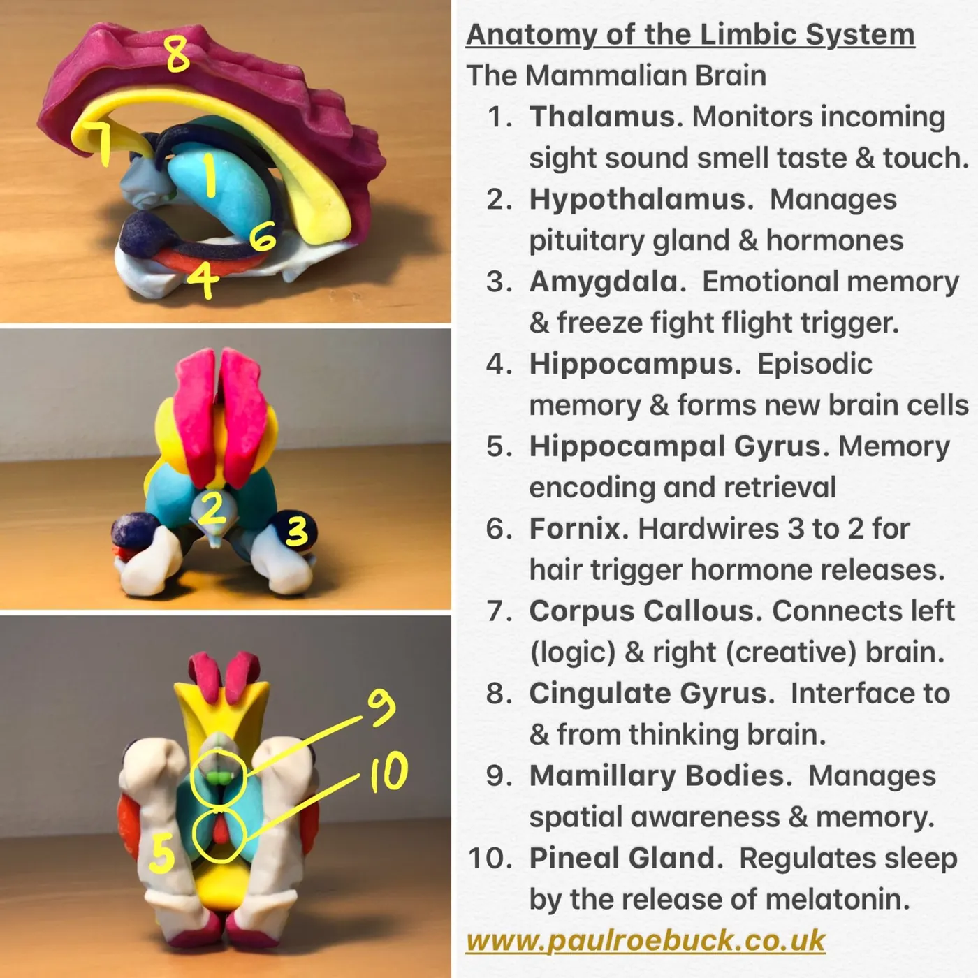 Anatomy of the limbic system: numbered 3D model photos with a key from thalamus and amygdala to pineal gland