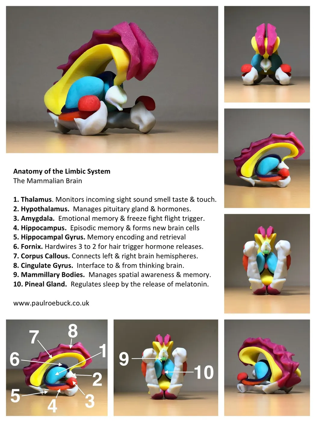 Photo sheet of a 3D-printed limbic system from several angles, numbered and labelled from thalamus to pineal gland