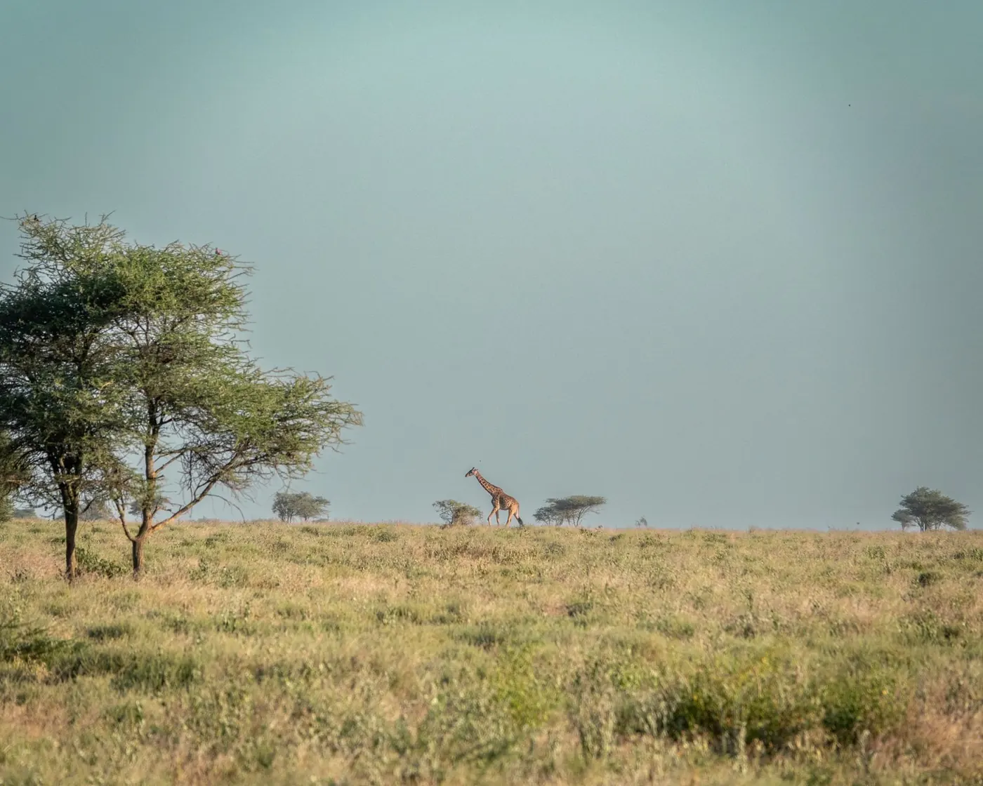 A lone giraffe on the horizon of open grassland beside an acacia tree