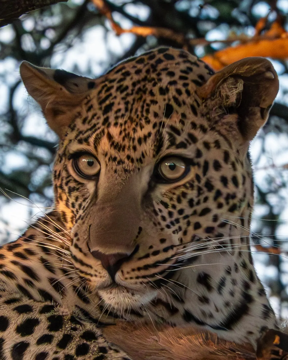 Close portrait of a leopard resting in a tree, looking straight at the camera