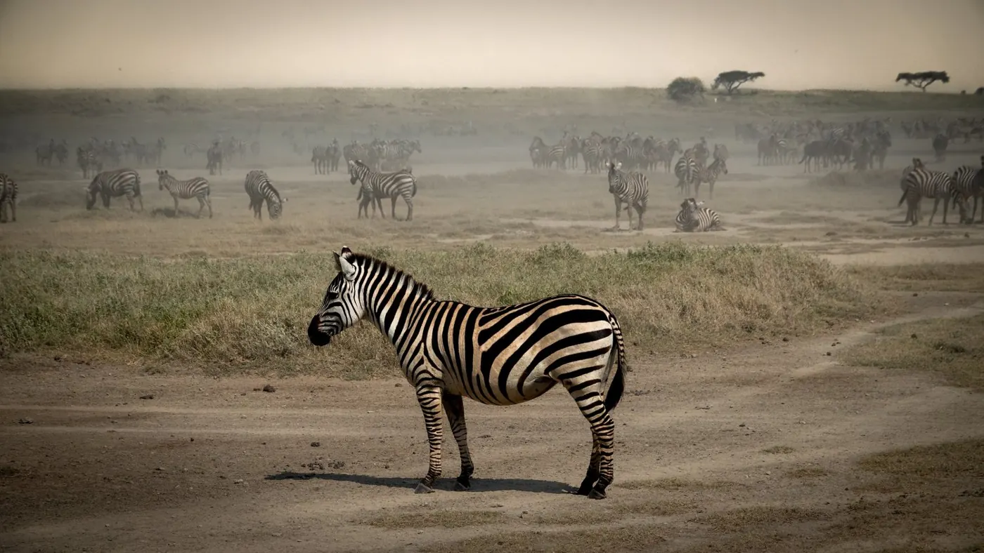 A zebra standing on a dusty track with a herd grazing behind