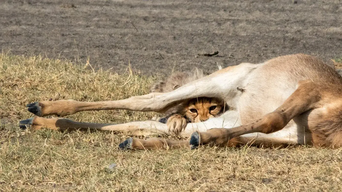 A cheetah peering out from behind its kill on the grass