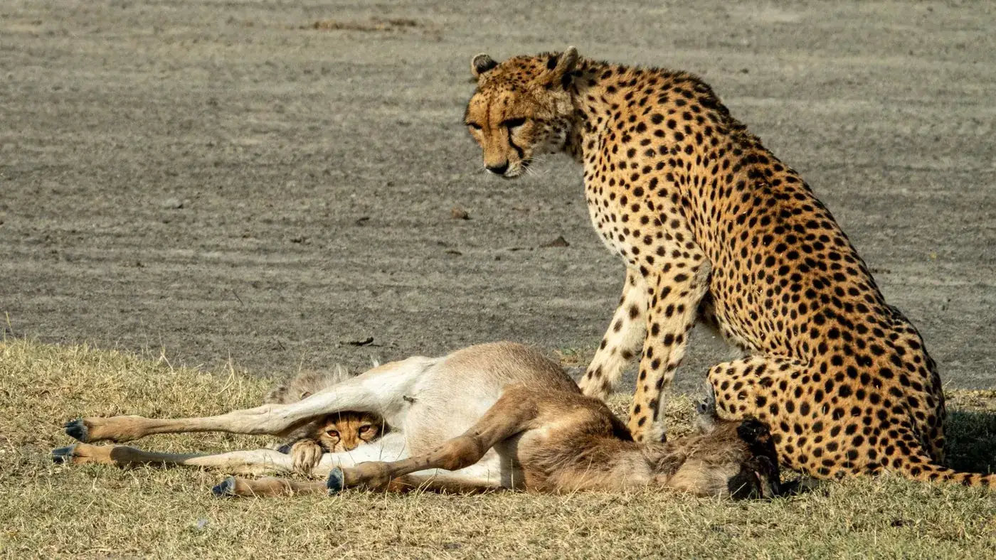 A cheetah sitting upright beside its kill