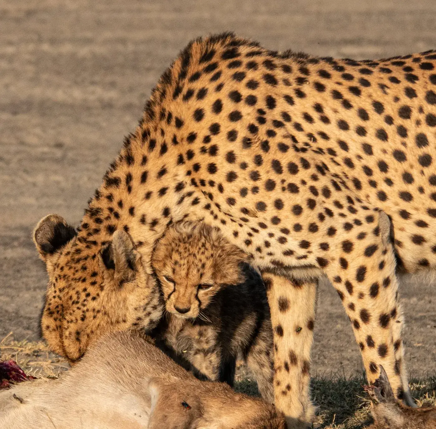 A cheetah and her cub feeding together