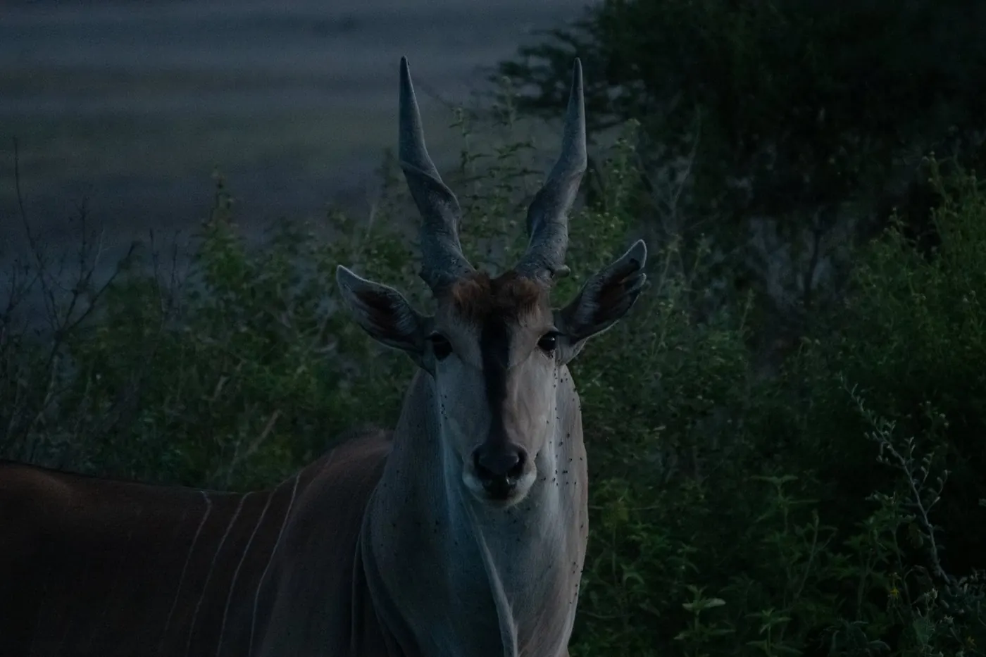 An eland antelope at dusk among dark bushes