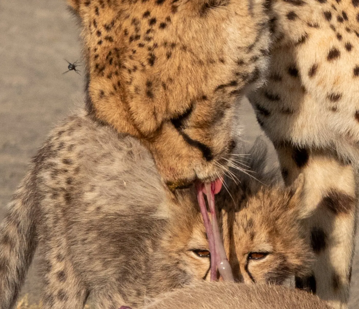 A cheetah licking her cub’s face