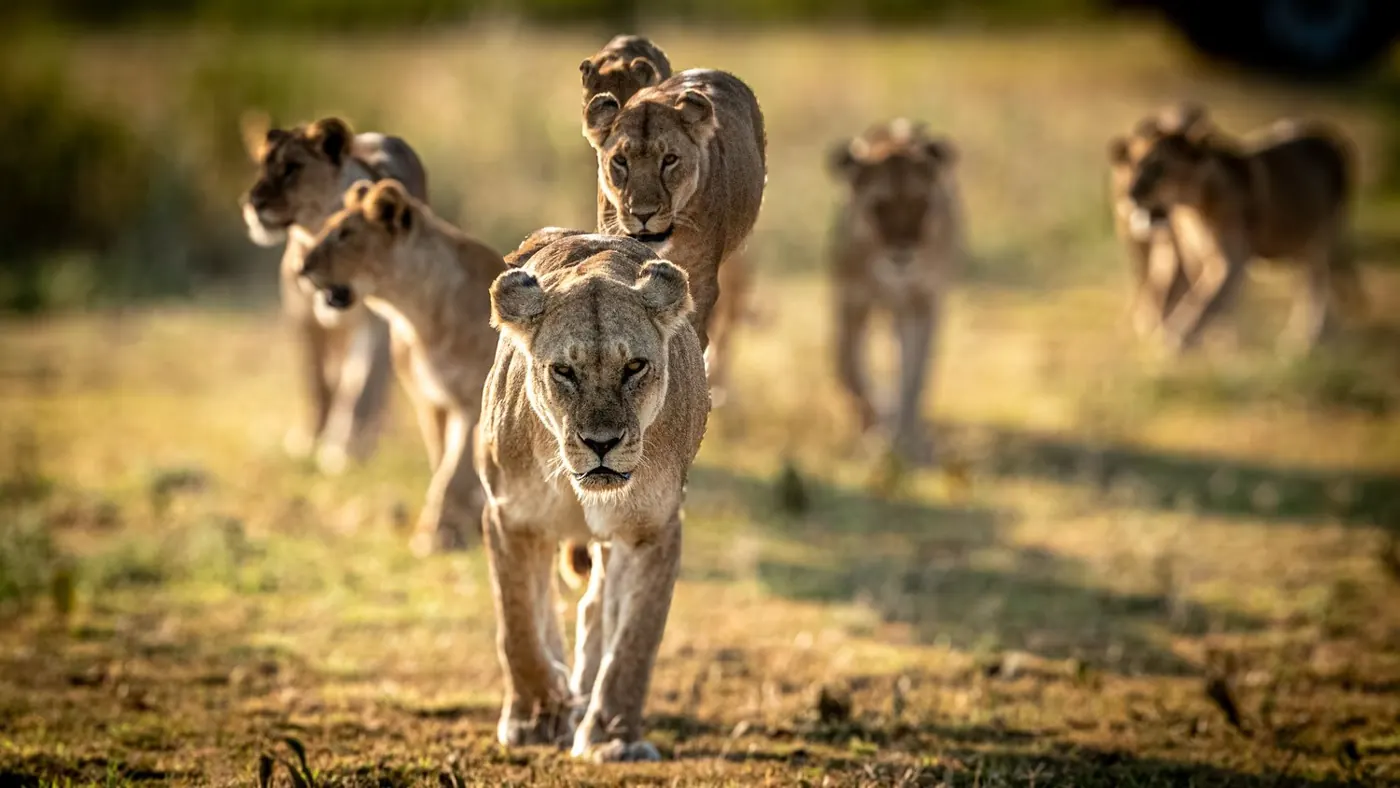 A pride of lionesses walking towards the camera in golden light