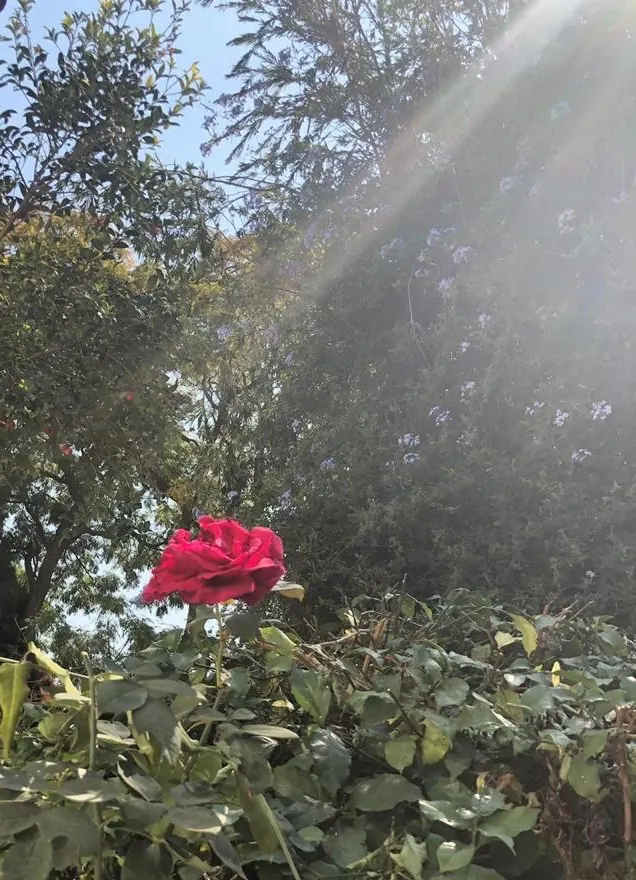A single red rose in sunlight against trees and flowering shrubs